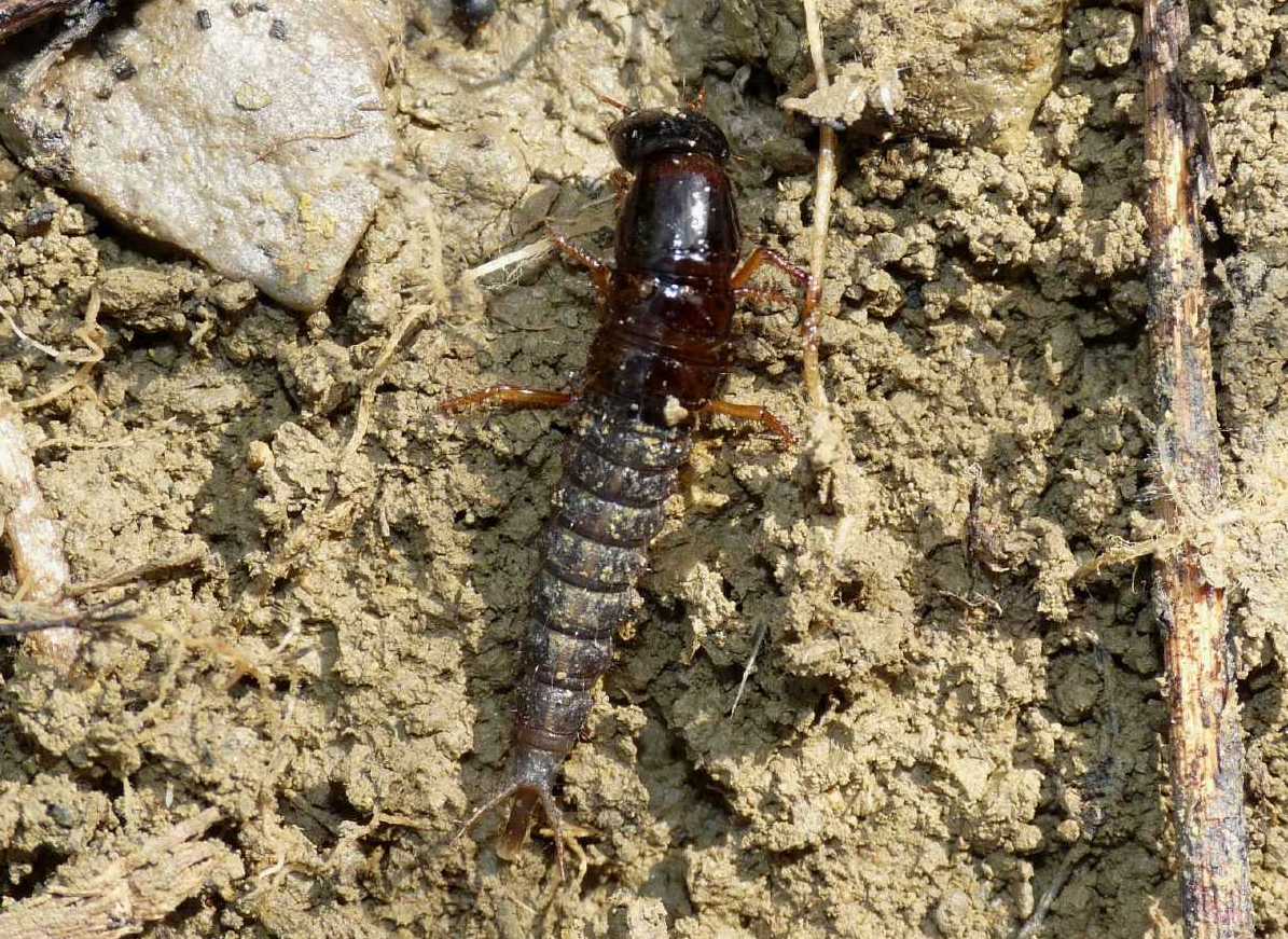 Larva di Ocypus con preda
